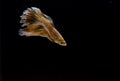 Beautiful Yellow Betta fish on black background Royalty Free Stock Photo