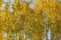 Beautiful yellow birch leaves in autumn. Orange autumn birch foliage, selective focus and shallow depth of field, copy Royalty Free Stock Photo