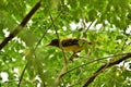 A beautiful yellow bird within contrasting lustrous greens.