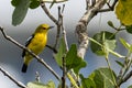 Beautiful yellow bird perch on tree branches Royalty Free Stock Photo