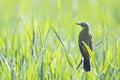 A beautiful yellow bird perched in a bright green field Royalty Free Stock Photo