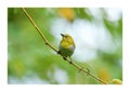 Beautiful yellow bird wall art print Royalty Free Stock Photo