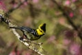 Beautiful yellow bird, Yellow-cheeked Tit & x28;Parus spilonotus& x29;, standing on a branch