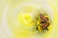 Beautiful yellow and black butterfly sitting on marigold flower Royalty Free Stock Photo