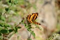 The beautiful yellow black color butterfly on the green paddy plant Royalty Free Stock Photo