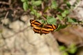 The beautiful yellow black color butterfly on the green paddy plant Royalty Free Stock Photo