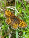 Beautiful yellow and black colored butterfly on grass