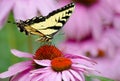 Beautiful yellow butterfly on pink flowers Royalty Free Stock Photo