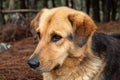 Beautiful yellow/black mixed breed dog looking with atention lying in ground dried brown pine needles Royalty Free Stock Photo