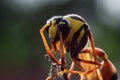 A beautiful wasp perched on a leaf in the morning Royalty Free Stock Photo