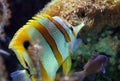Beautiful yellow black and white stripped fish with Anemone pink and red in coral reef at ocean
