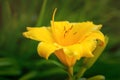 Beautiful yellow blooming flower of daylily growing in the garden, close-up Royalty Free Stock Photo