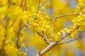 Beautiful Yellow blooming Forsythia flowers in spring, blue sky on background Royalty Free Stock Photo