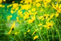 Beautiful yellow blooming Jerusalem artichoke in the garden