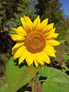 Beautiful yellow blooming sunflower close up. Nature flowers wallpaper Royalty Free Stock Photo