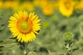 Beautiful yellow blooming sunflower Royalty Free Stock Photo