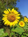 Beautiful yellow blooming sunflower in the field. Nature flowers wallpaper Royalty Free Stock Photo