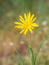 Tragopogon pratensis Jack-go-to-bed-at-noon,meadow salsify flower blooming on a meadow Royalty Free Stock Photo