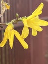 Beautiful yellow blossoming trees in spring. Preservation of ecology. Forest ecology Royalty Free Stock Photo