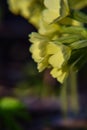 Beautiful yellow blossoms of a cowslips in spring