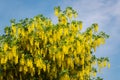 Beautiful yellow blossoms of the Golden Shower Tree - laburnum anagyroides