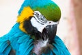 A beautiful yellow-blue macaw parrot cleans feathers on his chest Royalty Free Stock Photo