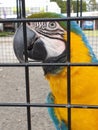 Beautiful yellow and blue Maccaw parrot Royalty Free Stock Photo