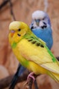 Beautiful yellow parrot sits on branch in aviary, undulated grass parakeet Royalty Free Stock Photo