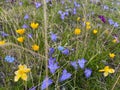 Beautiful yellow, blue and purple wildflowers on the green slopes of northern Elbrus Royalty Free Stock Photo