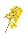 Beautiful yellow bouguet flowers