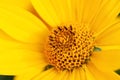 Beautiful yellow bright big flower core with stamens and petals macro