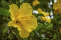 Beautiful yellow bright Hibiscus flower close-up Royalty Free Stock Photo