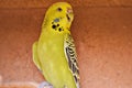 Beautiful yellow budgie. Royalty Free Stock Photo