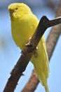 Beautiful Little Yellow Budgie Bird in Nature Royalty Free Stock Photo