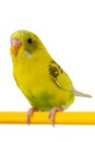 Beautiful yellow budgie sitting