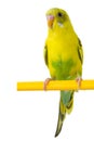 Beautiful yellow budgie Royalty Free Stock Photo