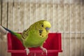 A beautiful yellow budgie is sitting on its feeder in a cage. Tropical birds at home Royalty Free Stock Photo