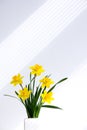 Beautiful yellow bunch of blossoming daffodil flowers in white vase on white nature background, space for text. Royalty Free Stock Photo