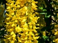 The yellow bunch of flowers of a laburnum tree golden rain.