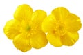 Beautiful yellow Buttercup bouquet lying on white wooden boards.