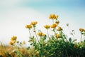 Beautiful yellow buttercup flowers in grass on blue sky background outdoor. Pretty artistic organic floral natural theme backdrop