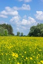 Beautiful yellow buttercups field