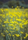 Beautiful yellow buttercups field