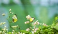 Beautiful yellow butterflies in flight and pink creeper flowers in bloom with green leaves. Spring and nature background concept Royalty Free Stock Photo