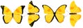Beautiful yellow butterflies isolated on white background. four tropical moths