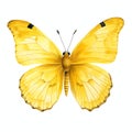 beautiful yellow butterfly clipart illustration