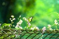 Beautiful yellow butterfly in flight and pink creeper flowers in bloom with green leaves. Spring and nature background concept Royalty Free Stock Photo