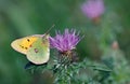 Beautiful yellow butterfly on a flower. purple milk thistle flower in bloom. Saint Mary`s thistle. Male pale Clouded Yellow butter Royalty Free Stock Photo