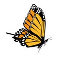 Beautiful yellow butterfly flying isolated icon Royalty Free Stock Photo