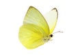 A beautiful yellow butterfly flying isolated on transparent background with clipping path, single beautiful with clipping path and Royalty Free Stock Photo